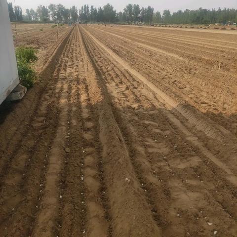 中牟黑大蒜,操作步骤复杂吗