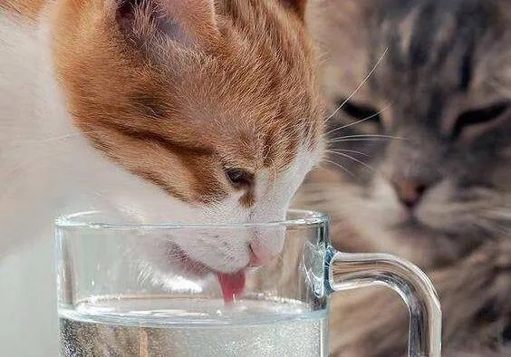 淡水生鱼喂猫遭遇质疑，主人该如何正确喂养？