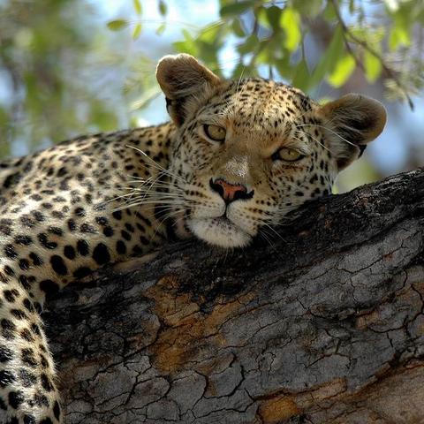 《直到黎明》剧情揭秘：沉浸式恐怖体验深度解析，揭秘生存挑战！