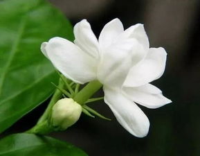 什么植物会溜冰, 还是只是个谜? 什么植物会溜冰, 还是只是个谜?