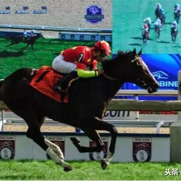 赛马大亨8配种技巧揭秘：掌握核心规则，轻松成为赛马高手