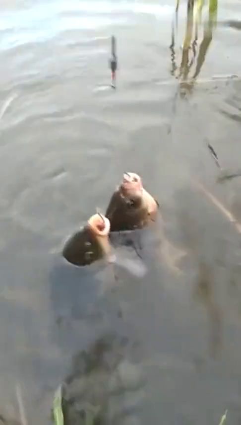 老铁腭怎么钓,魔兽世界老铁腭钓鱼方法