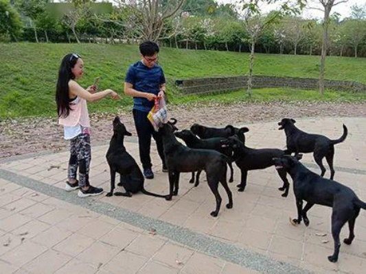 黑狗共享网,不远游这件事怎么看