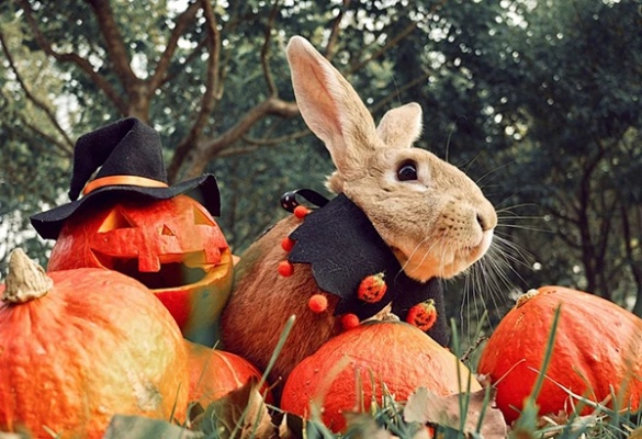万圣南瓜妖在哪,  兔兔天使对面那棵树下是南瓜妖的家吗