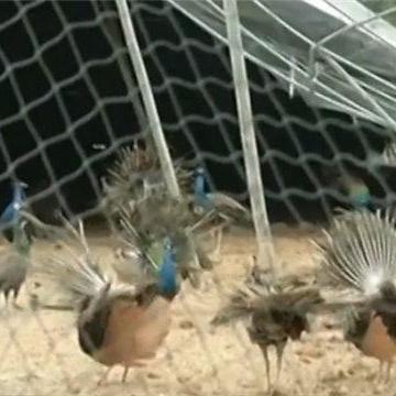 越狱后天气闪退,国内外测试结果如何