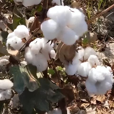 《二之国2》白金攻略成就全解析：高效达成技巧揭秘