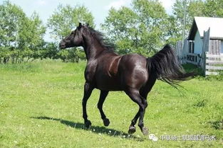 《天国拯救》马匹速度耐力解析:深度揭秘各马匹性能优势 《天国拯救》马匹速度耐力解析:深度揭秘各马匹性能优势