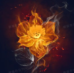 火焰兰,燃烧在尘世的绮梦之花 火焰兰,燃烧在尘世的绮梦之花