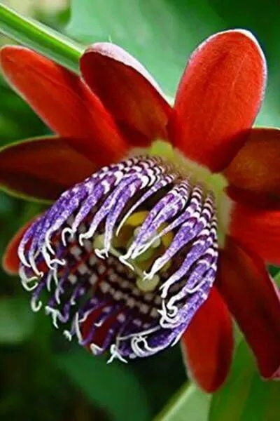 奇丽花,从啥进化来的