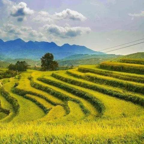 绝区零星见雅音擎攻略：星见雅音擎最佳搭配解析