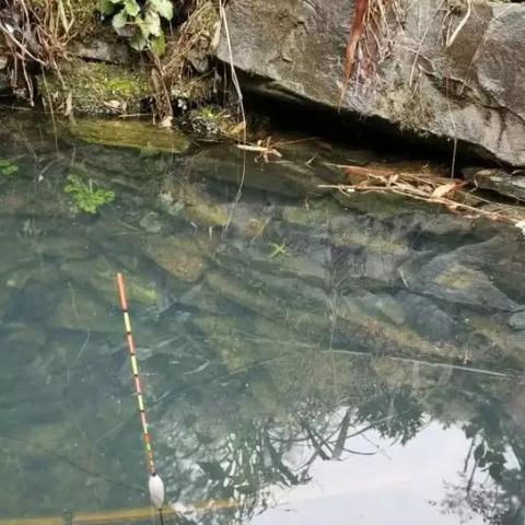 《宝可梦传说ZA》利牙鱼攻略：狰狞怪鱼挑战必胜秘籍！