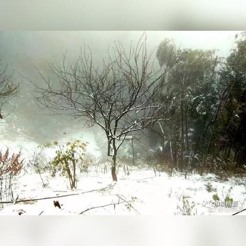 雪景喵趣攻略揭秘：《桃源深处有人家》雪地玩法大揭秘