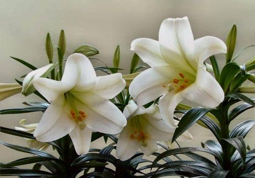 《终结的百合花》西丽德无伤攻略：轻松掌握，告别战斗压力