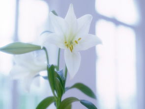 《终结的百合花》格落特无伤攻略:掌握核心技巧,轻松通关新境界 《终结的百合花》格落特无伤攻略:掌握核心技巧,轻松通关新境界