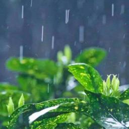 《第五人格》节气活动预告：雨水篇即将上线，体验独特节气玩法！