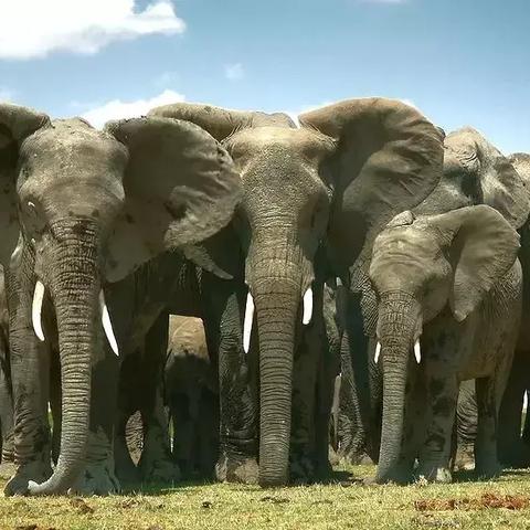 独家揭秘：千万粉丝主播生存法则，解锁独自生活新境界