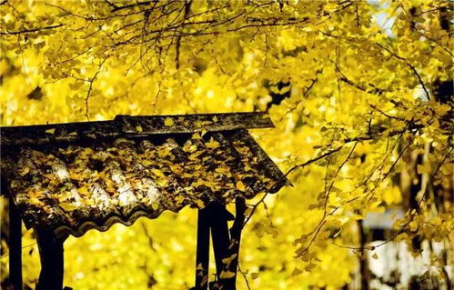 《羊蹄山之魂》银杏之罚攻略：高效获取方法揭秘！