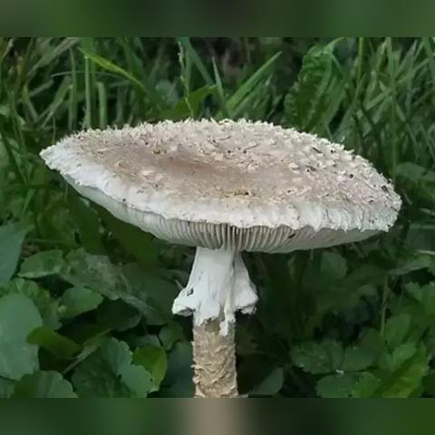 《致命解药》画质升级必备!揭秘高清畅玩配置攻略 《致命解药》画质升级必备!揭秘高清畅玩配置攻略