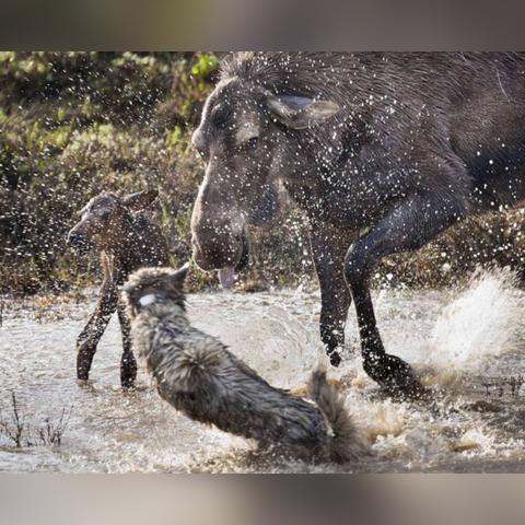 《饿狼传说》联动曲CIELO独家解析:群狼之城音乐盛宴来袭 《饿狼传说》联动曲CIELO独家解析:群狼之城音乐盛宴来袭