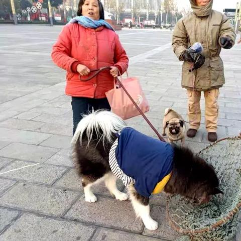 《流浪》配置一览：轻松畅玩必备，解锁最低配置攻略！
