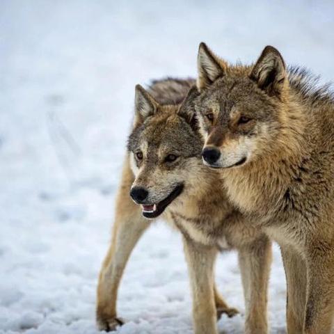 《饿狼传说》轻击连招攻略：群狼之城高伤害输出技巧揭秘