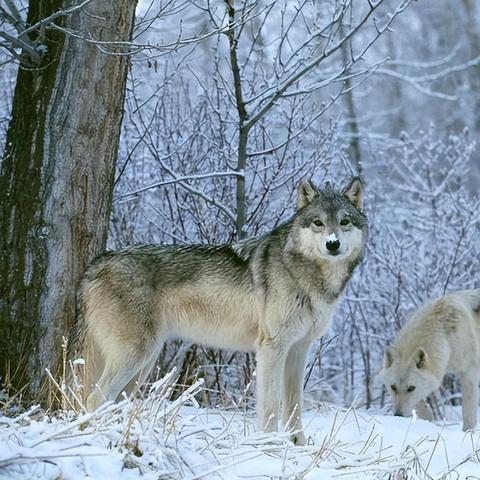 《饿狼传说》SCS2025第十周精彩瞬间盘点，群狼之城战况揭秘！