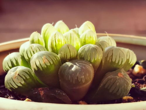 清籁岛石板解谜技巧大揭秘！轻松掌握《原神》石板踩法攻略