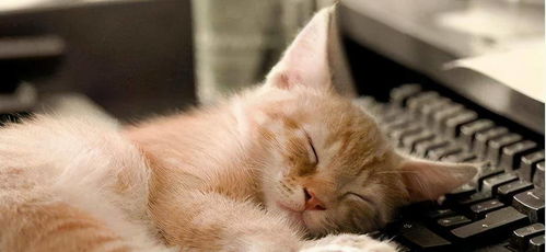 《猫猫钓游记》画面设置深度解析，解锁沉浸式游戏体验新境界