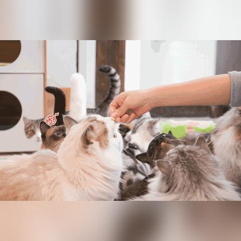 《乌冬的旅店》金桔盆栽解锁攻略：轻松获得独特绿植秘籍