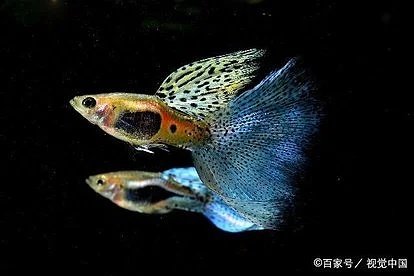 高地孔雀鱼,有什么特别的美食吗