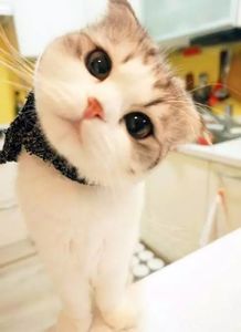 《燕云十六声》猫咪玩法攻略：解锁不羡仙猫戏全收集技巧