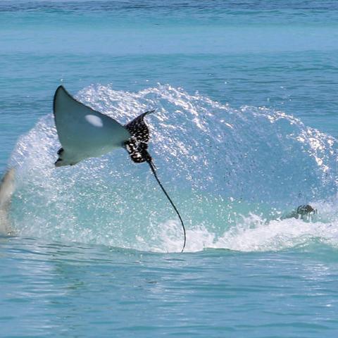 《死亡搁浅2》幽灵猎手解锁攻略：揭秘高等级幽灵猎手获取方法及奖励