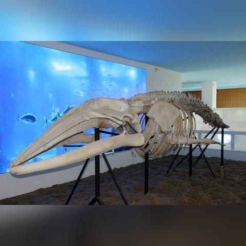 《死亡搁浅2》揭秘：艺术家NPC藏身攻略，解锁隐藏艺术宝藏