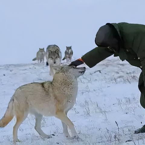《饿狼传说》C罗新装亮相，群狼之城风采独绝，独家揭秘！