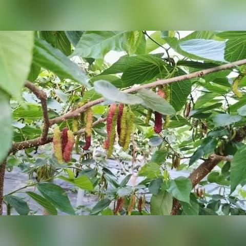 《最终幻想14》水晶世界鱼塘攻略：揭秘隐藏宝藏分布秘籍