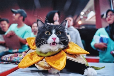 《剑星》猫咪展位攻略揭秘：猫咪摄影展必看秘籍