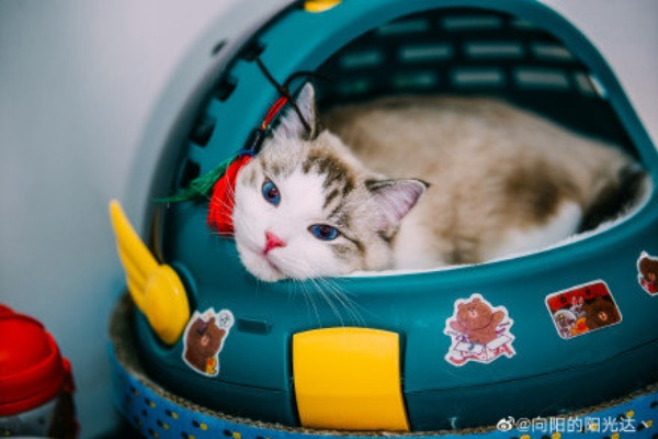 剑星猫咪展拍照攻略：独家揭秘最佳拍摄点位