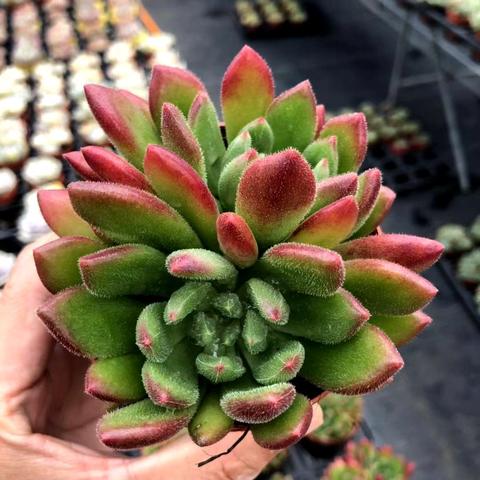 烈焰红宝石攻略：揭秘《幻想生活i》中龙与少女的秘密获取地