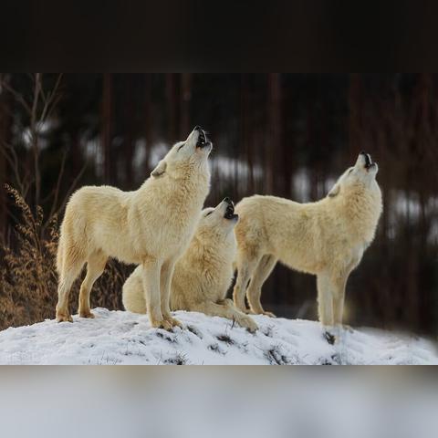 《饿狼传说》特瑞能量喷泉进化揭秘：解锁群狼之城新技能