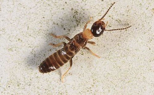 晨昏之眼全若虫攻略：高效寻找技巧揭秘