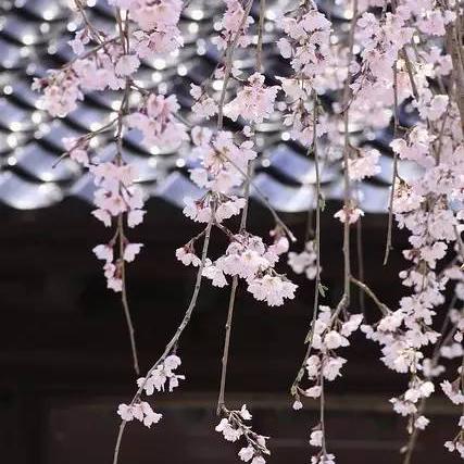 造梦西游3花落修改器,  还能下载到吗