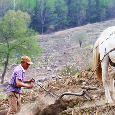 《饿狼传说》牙刀七割连招解析：打造高伤群狼之城霸主攻略