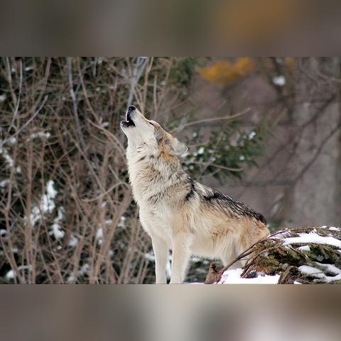 《饿狼传说》独家试玩：群狼之城剧情揭秘，沉浸式体验新升级