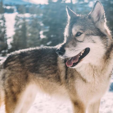 《饿狼传说》C罗独家预告:群狼之城挑战极限,体验全新战斗快感 《饿狼传说》C罗独家预告:群狼之城挑战极限,体验全新战斗快感