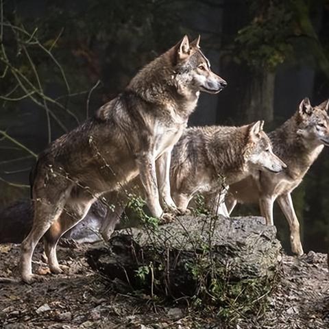 《饿狼传说》独家揭秘：群狼之城超必杀隐藏技巧大公开！