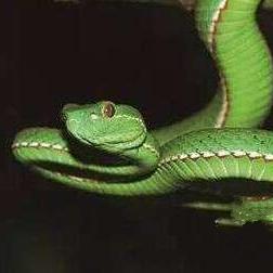 《怪物猎人荒野》缠蛙攻略:高效打法技巧解析及稀有掉落揭秘 《怪物猎人荒野》缠蛙攻略:高效打法技巧解析及稀有掉落揭秘