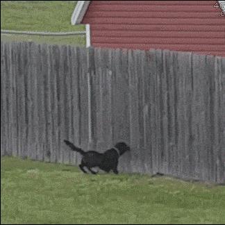 PS+会免大惊喜!全网爆火猫猫游戏11月免费畅玩 PS+会免大惊喜!全网爆火猫猫游戏11月免费畅玩