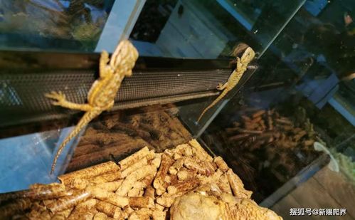 杀马特服装,为什么会有人瞧不起杀马特 杀马特服装,为什么会有人瞧不起杀马特