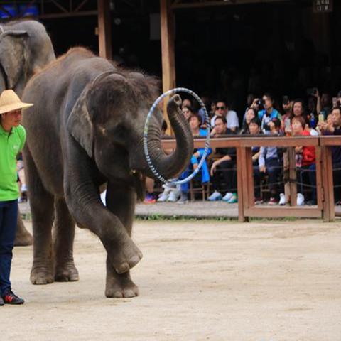 我国唯一的大象产地,  西双版纳是它们的最后家园吗