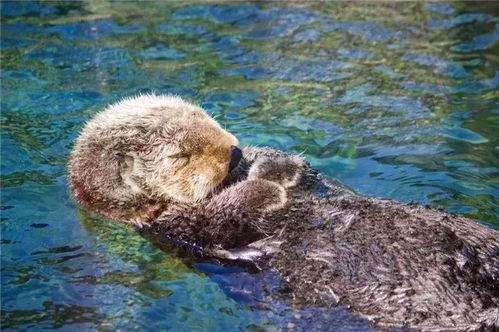 双贝海獭,双贝海獭的扇贝太刀舞？